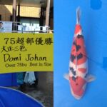 第71回長岡市錦鯉品評会　受賞鯉（部門総合①）